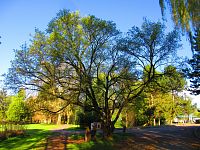 Zámecký park (Smiřice)