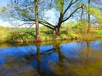 Slepá ramena Trojice (Jaroměř)