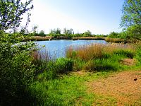 Bohdanecký rybník (Hradec Králové)