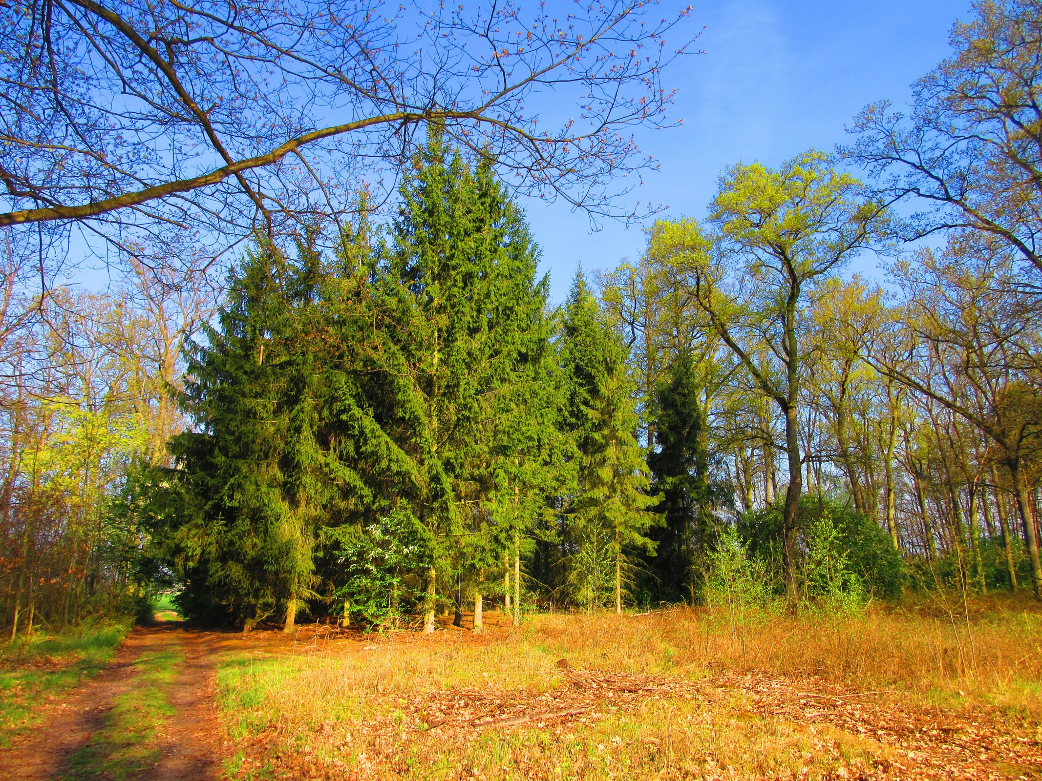 Les Bažantnice u Čeperky