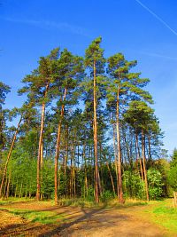 Les Bažantnice (Čeperka)