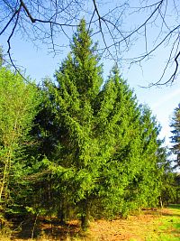 Les Bažantnice (Čeperka)