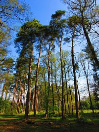 Les Bažantnice (Čeperka)