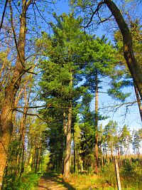 Les Bažantnice (Čeperka)