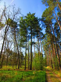 Les Bažantnice (Čeperka)