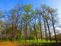 Les Bažantnice (Čeperka)