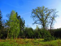 Les Bažantnice (Čeperka)