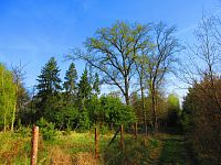 Les Bažantnice (Čeperka)