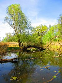Petrofova jezera (Hradec Králové/Vysoká nad Labem)