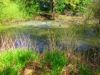 Petrofova jezera (Hradec Králové/Vysoká nad Labem)