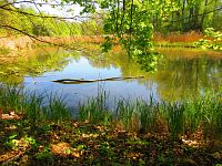 Petrofova jezera (Hradec Králové/Vysoká nad Labem)