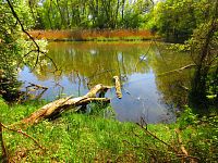 Petrofova jezera (Hradec Králové/Vysoká nad Labem)