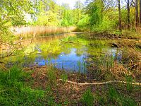 Petrofova jezera (Hradec Králové/Vysoká nad Labem)