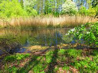 Petrofova jezera (Hradec Králové/Vysoká nad Labem)