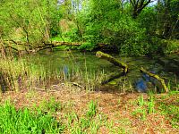 Petrofova jezera (Hradec Králové/Vysoká nad Labem)