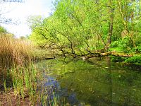 Petrofova jezera (Hradec Králové/Vysoká nad Labem)