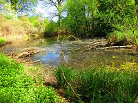 Petrofova jezera (Hradec Králové/Vysoká nad Labem)