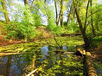 Petrofova jezera (Hradec Králové/Vysoká nad Labem)