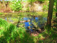 Petrofova jezera (Hradec Králové/Vysoká nad Labem)