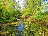 Petrofova jezera (Hradec Králové/Vysoká nad Labem)
