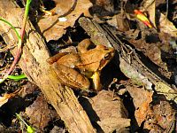 Petrofova jezera (Hradec Králové/Vysoká nad Labem)