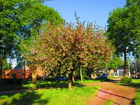 Zeleň na Grégrově náměstí (Hradec Králové)