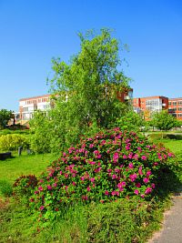 Studentský park (Hradec Králové)
