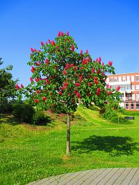 Studentský park (Hradec Králové)