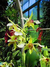 Botanická zahrada PřF UK (Praha)