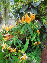 Botanická zahrada PřF UK (Praha)