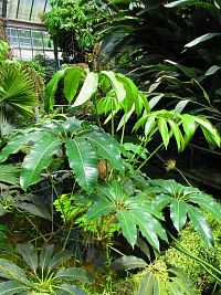 Botanická zahrada PřF UK (Praha)