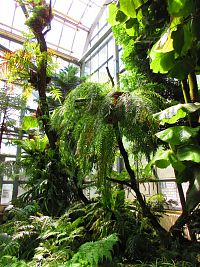 Botanická zahrada PřF UK (Praha)