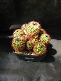 Botanická zahrada PřF UK (Praha)
