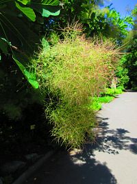 Botanická zahrada PřF UK (Praha)