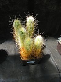 Botanická zahrada PřF UK (Praha)
