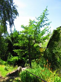 Botanická zahrada PřF UK (Praha)