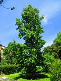 Botanická zahrada PřF UK (Praha)
