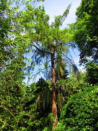 Botanická zahrada PřF UK (Praha)