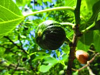 Botanická zahrada PřF UK (Praha)