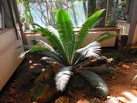 Botanická zahrada PřF UK (Praha)