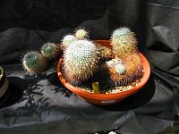 Botanická zahrada PřF UK (Praha)
