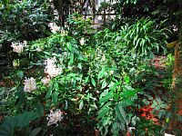 Botanická zahrada PřF UK (Praha)