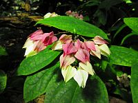 Botanická zahrada PřF UK (Praha)