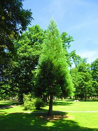 Zámecký park (Lázně Bělohrad)