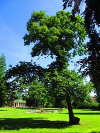 Zámecký park (Lázně Bělohrad)