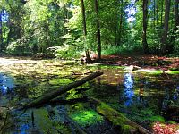 Černé jezero (Lázně Bělohrad)