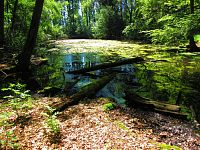 Černé jezero (Lázně Bělohrad)