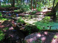 Černé jezero (Lázně Bělohrad)