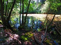 Černé jezero (Lázně Bělohrad)