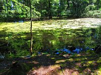 Černé jezero (Lázně Bělohrad)